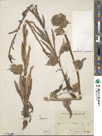 Campanula cervicaria image