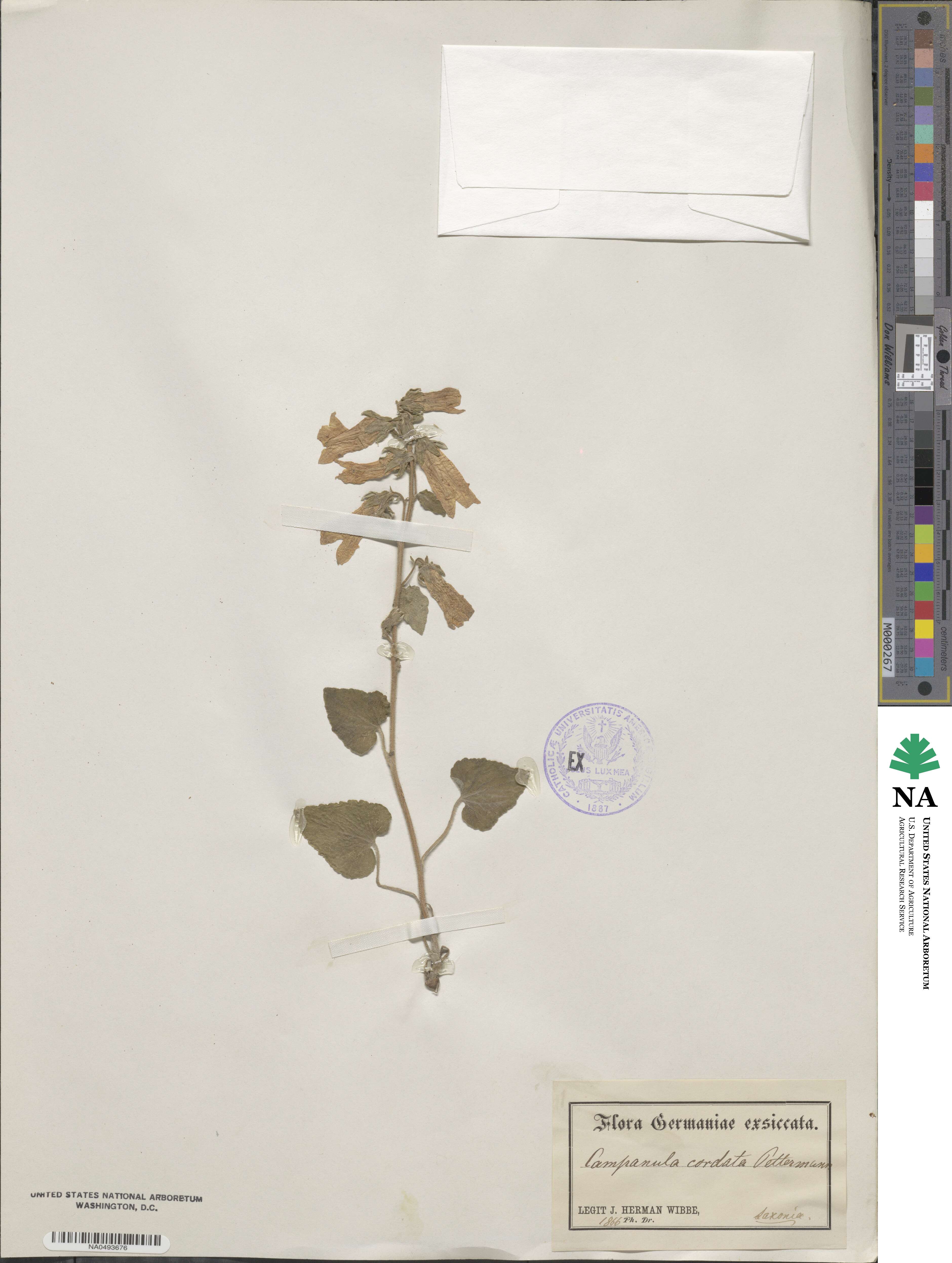 Campanula cordata image