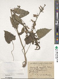 Image of Campanula cordifolia