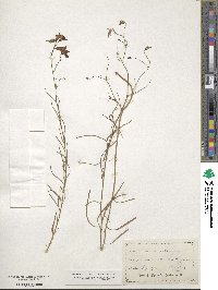 Campanula rotundifolia image