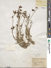 Campanula rotundifolia image