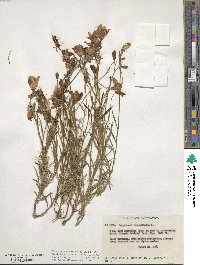 Campanula rotundifolia image