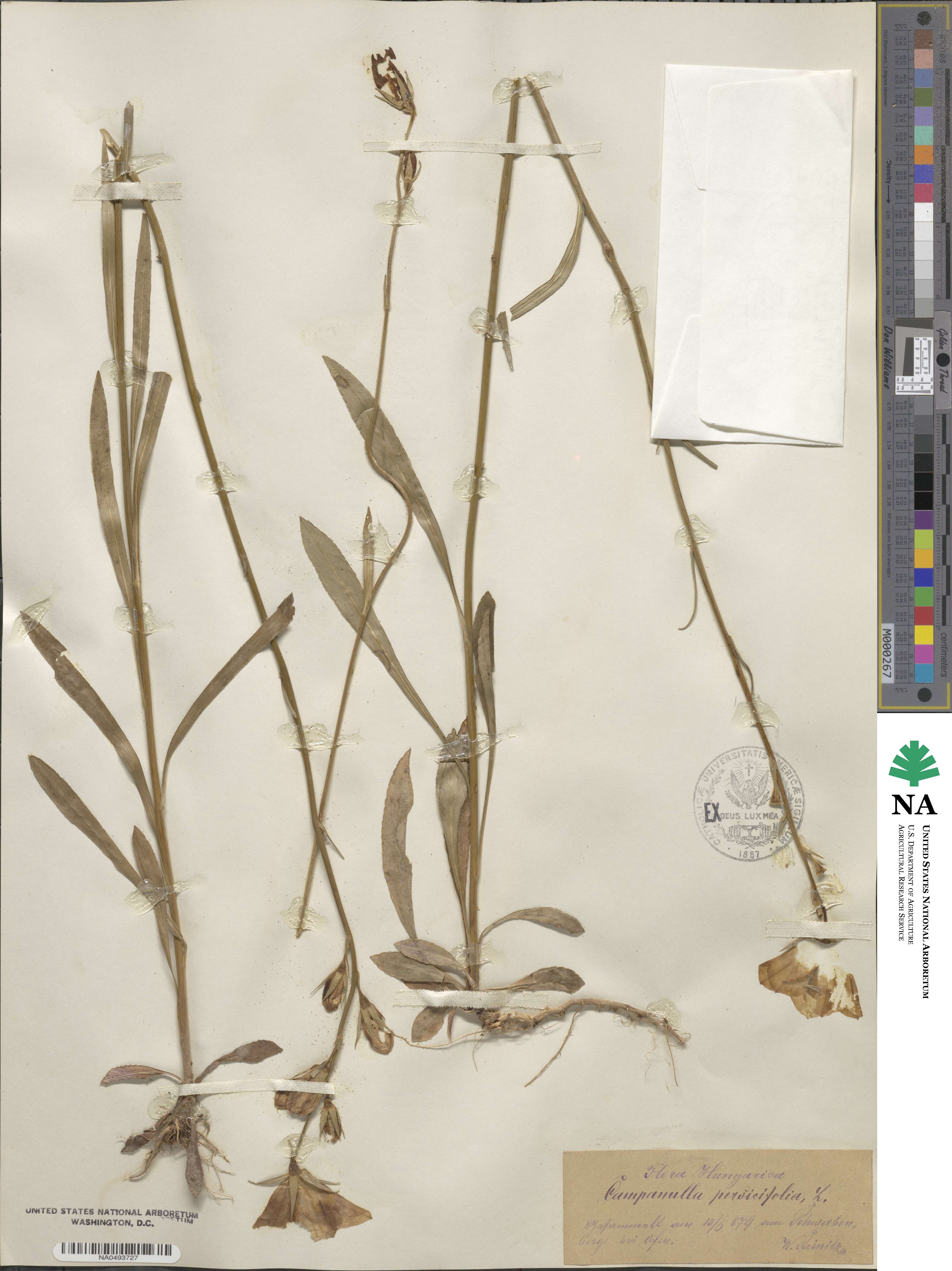 Campanula persicifolia image