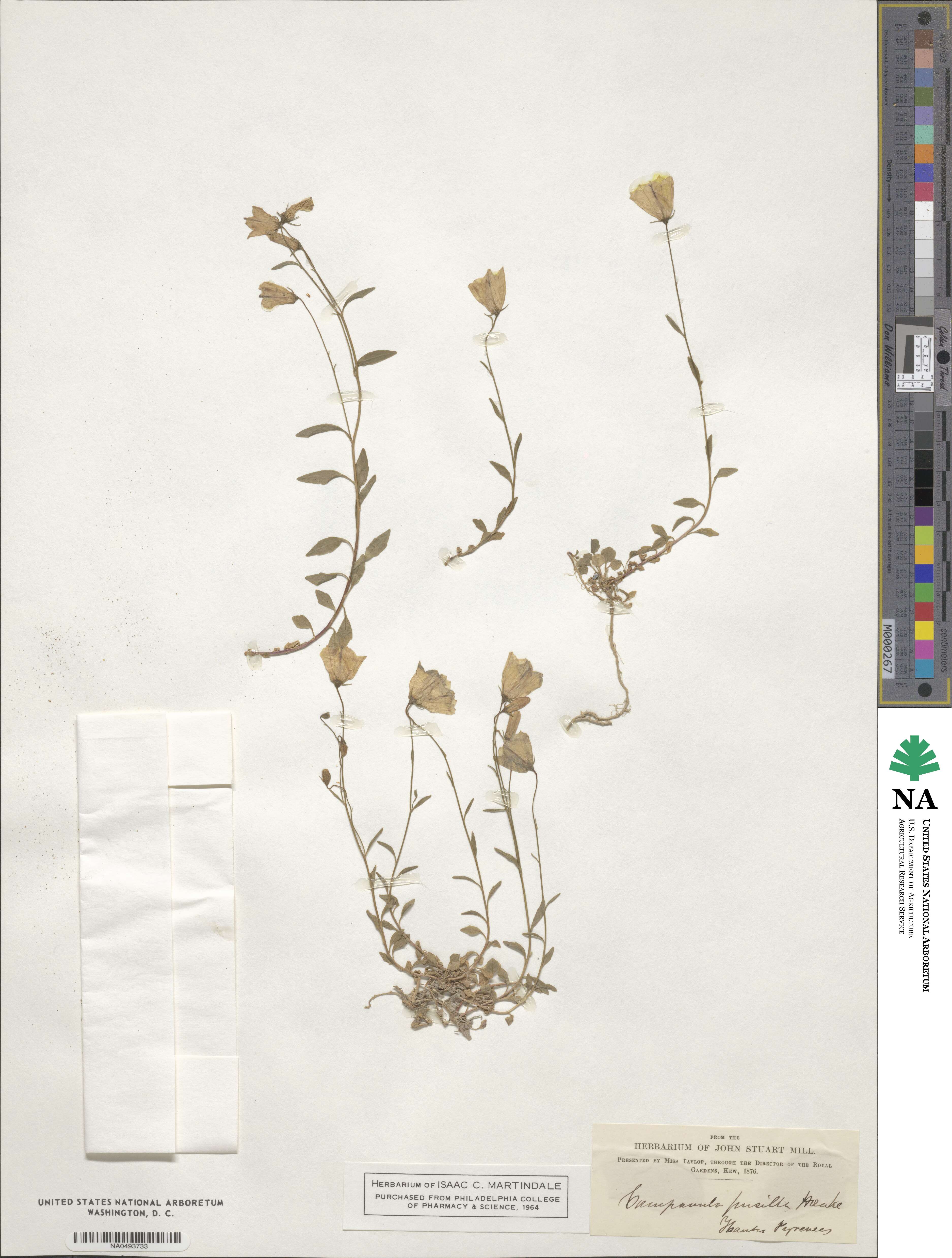 Campanula cochleariifolia image