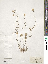 Image of Campanula cochleariifolia