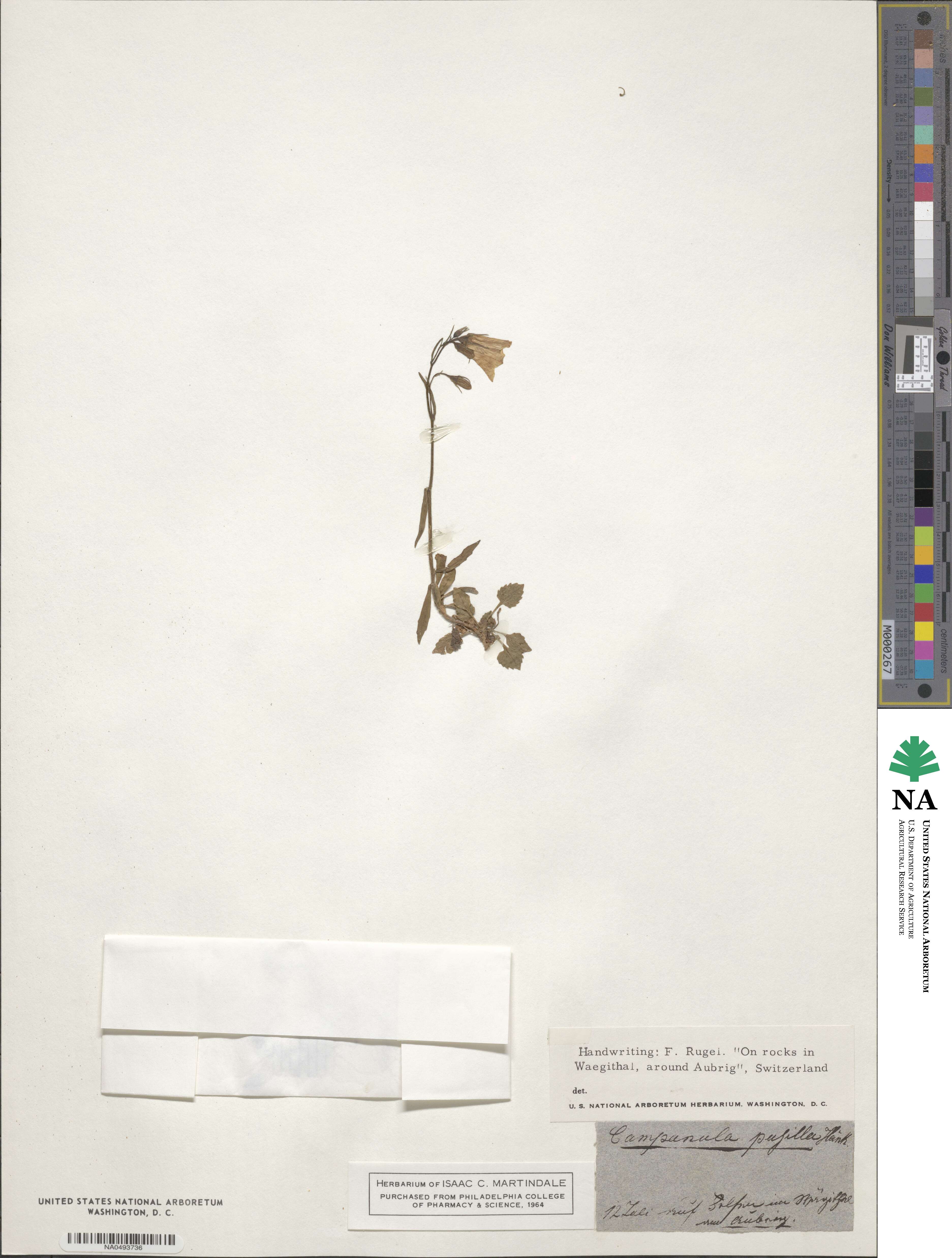 Campanula cochleariifolia image