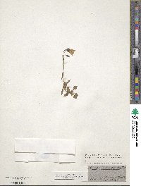 Campanula cochleariifolia image