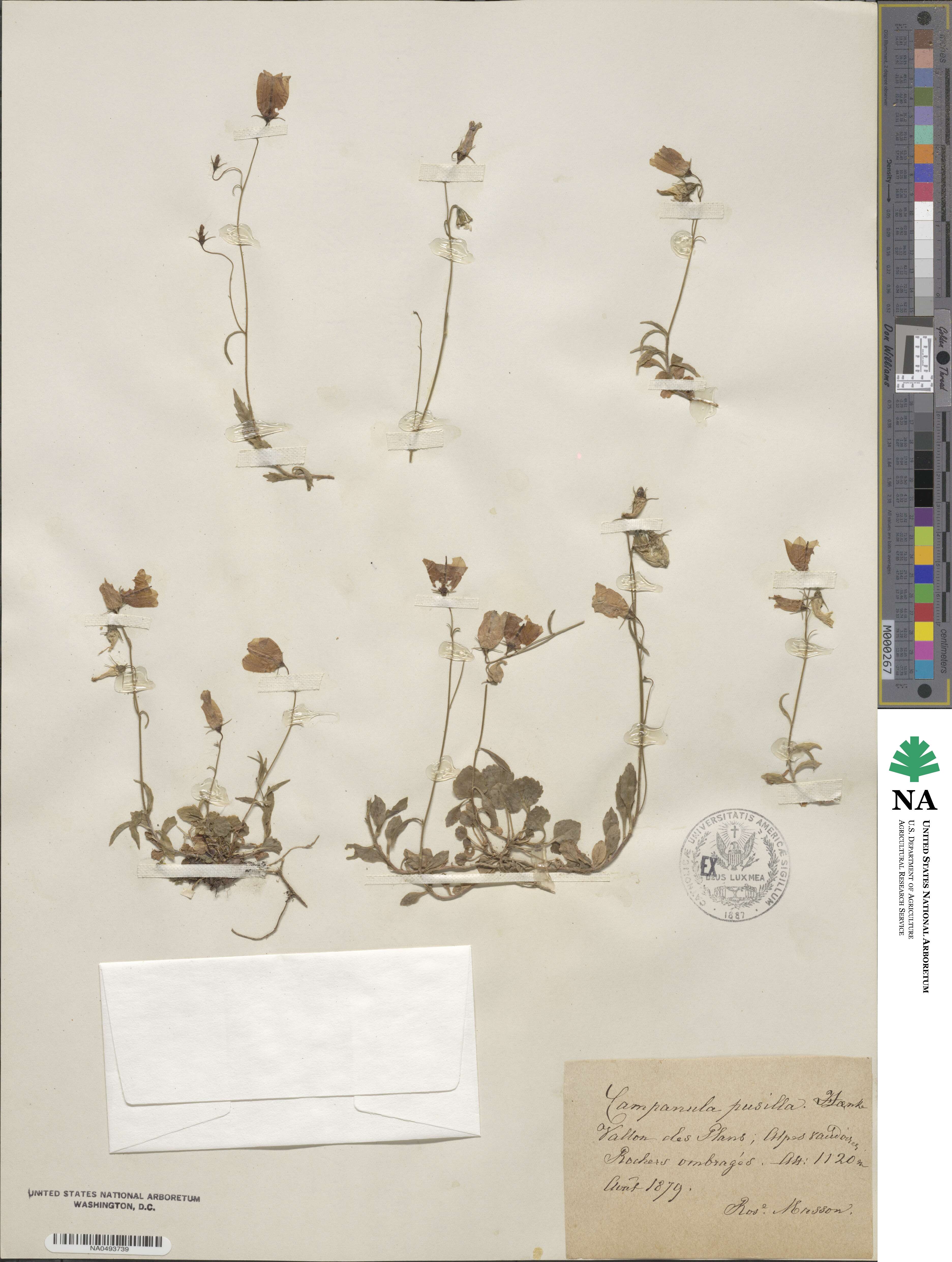 Campanula cochleariifolia image