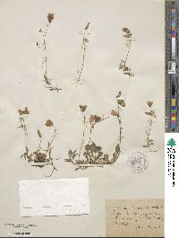 Campanula cochleariifolia image