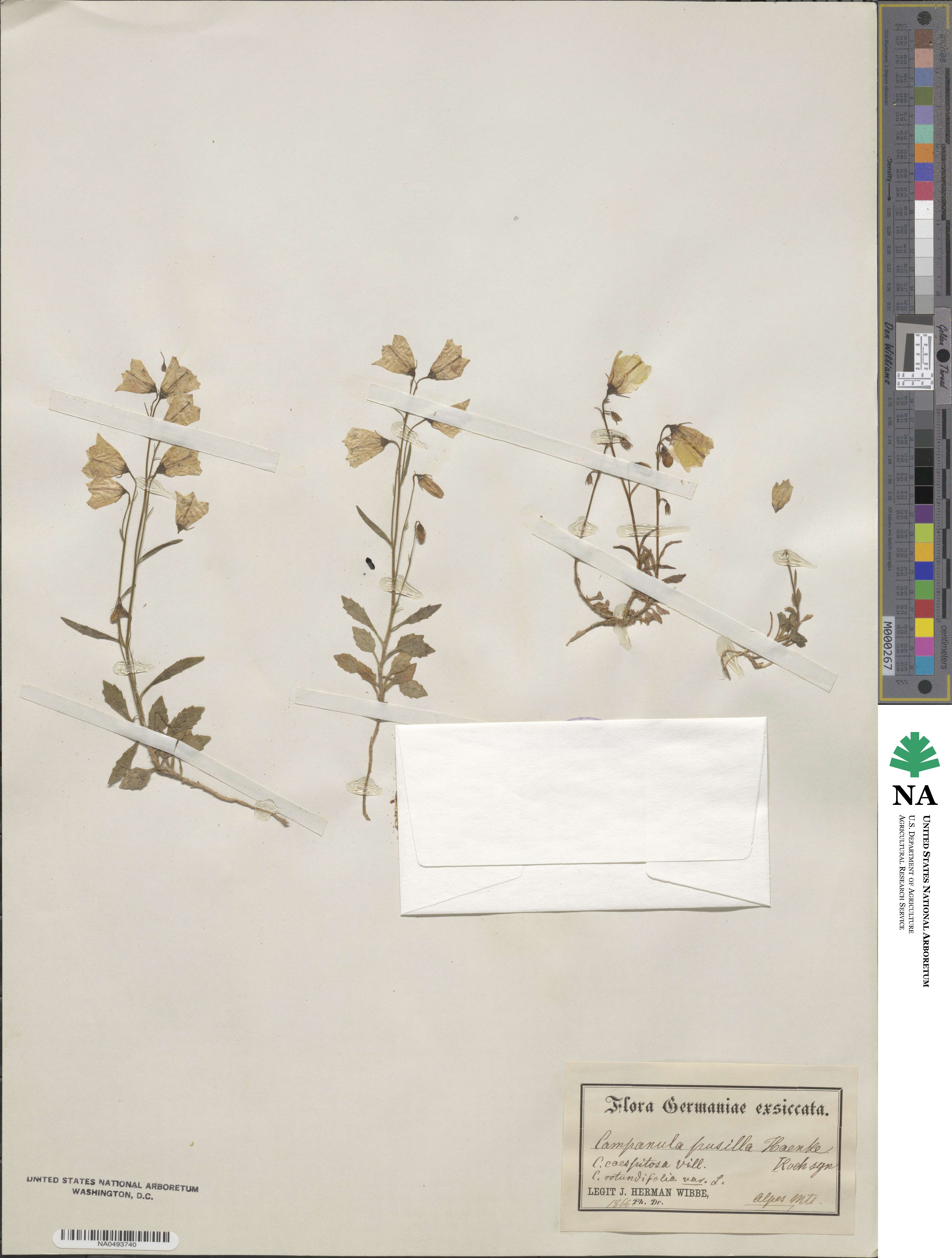 Campanula cochleariifolia image