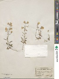 Campanula cochleariifolia image