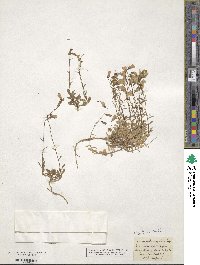 Campanula cochleariifolia image