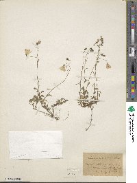 Campanula cochleariifolia image