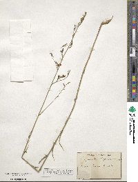 Campanula rapunculus image