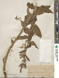 Campanula latifolia image