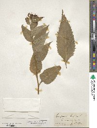 Campanula latifolia image