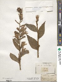 Campanula latifolia image