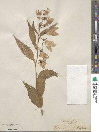 Campanula latifolia image