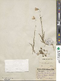 Campanula linifolia image