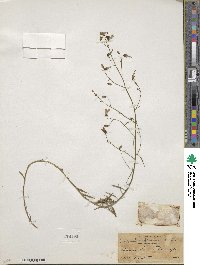 Campanula linifolia image