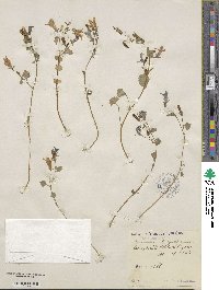 Campanula portenschlagiana image