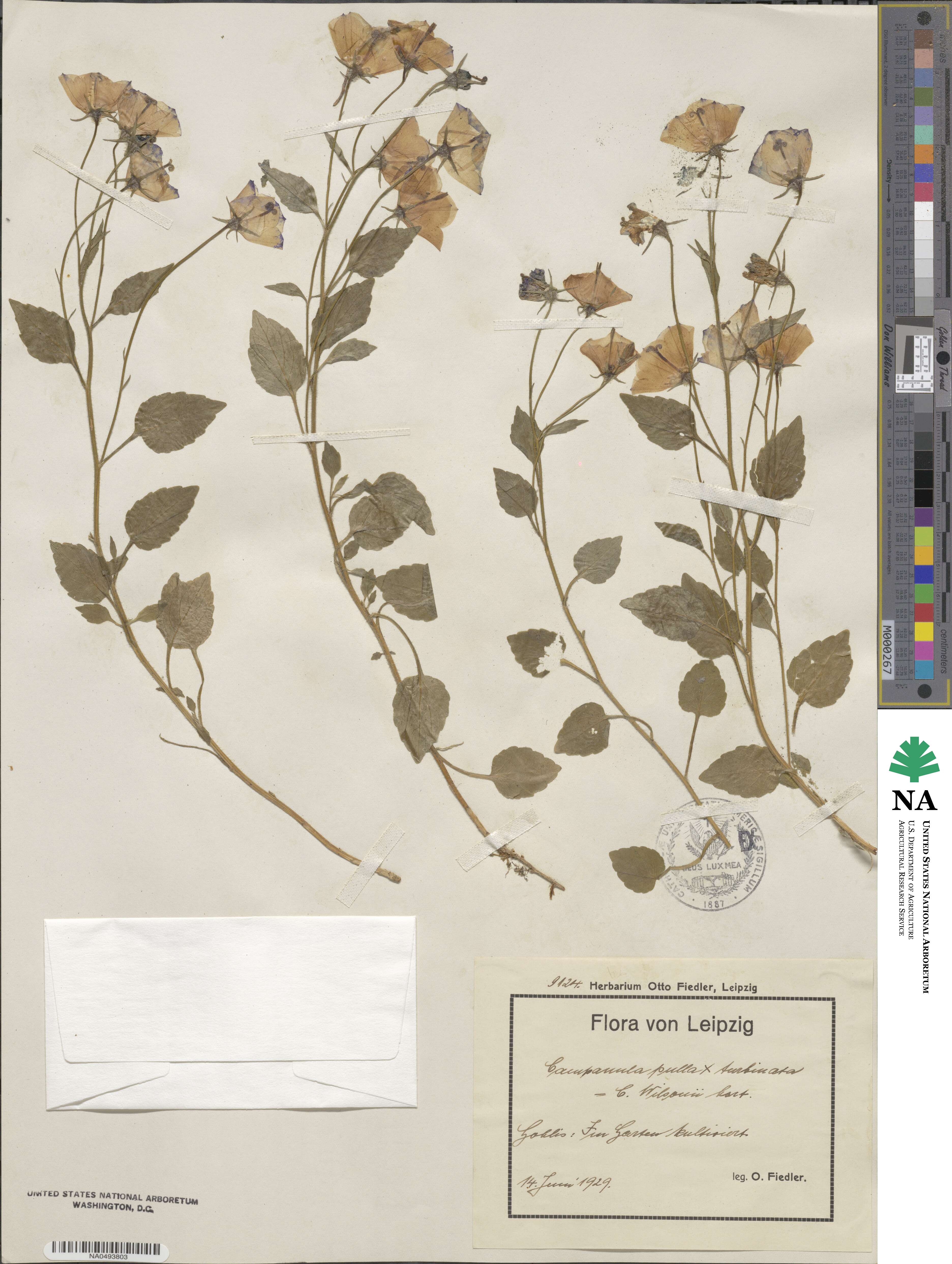 Campanula pulla image