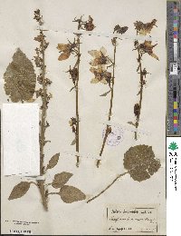 Campanula pyramidalis image