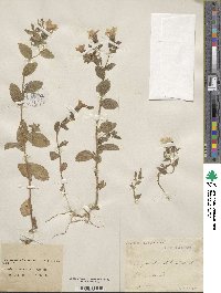 Image of Campanula dichotoma