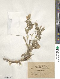 Campanula sibirica image