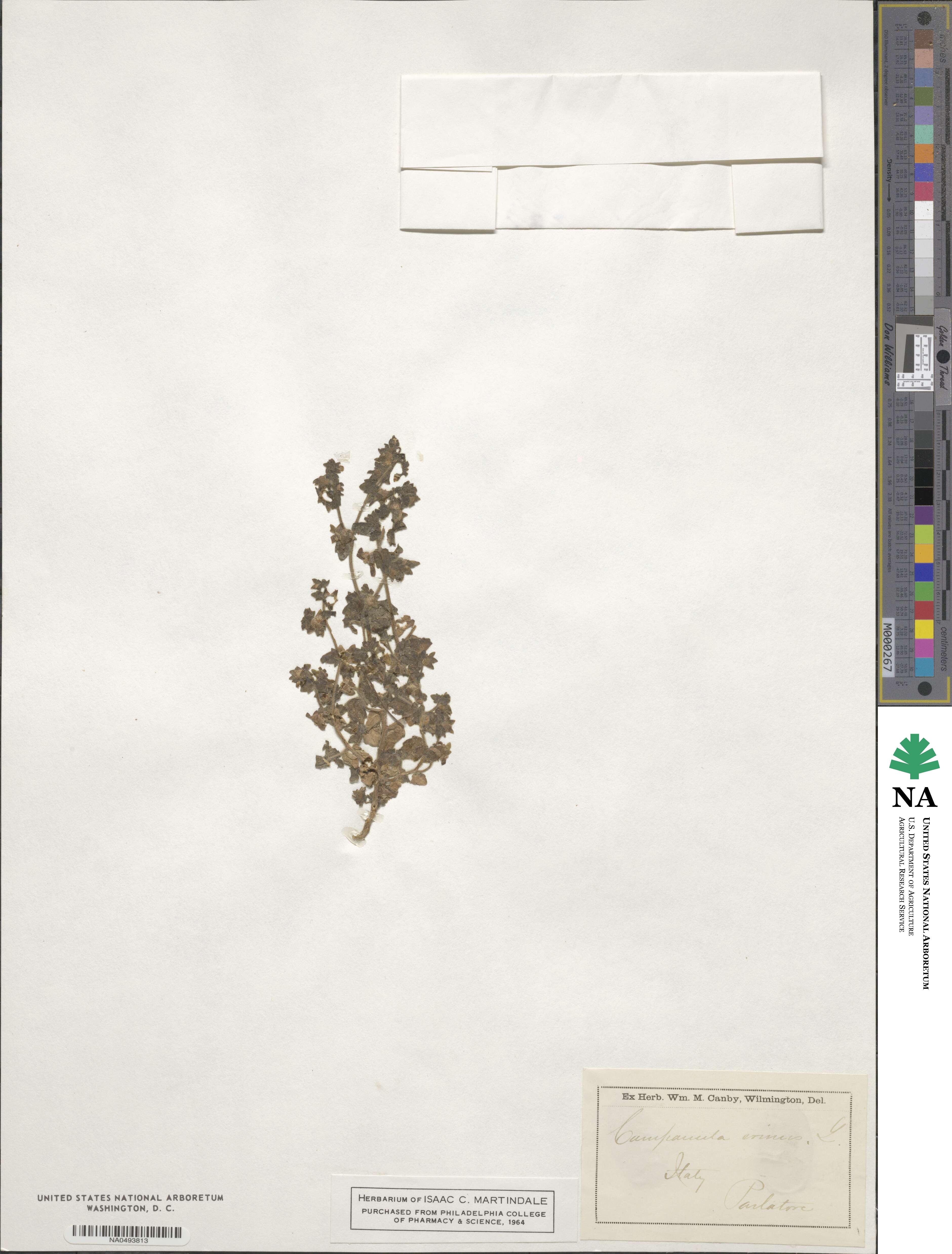 Campanula erinus image