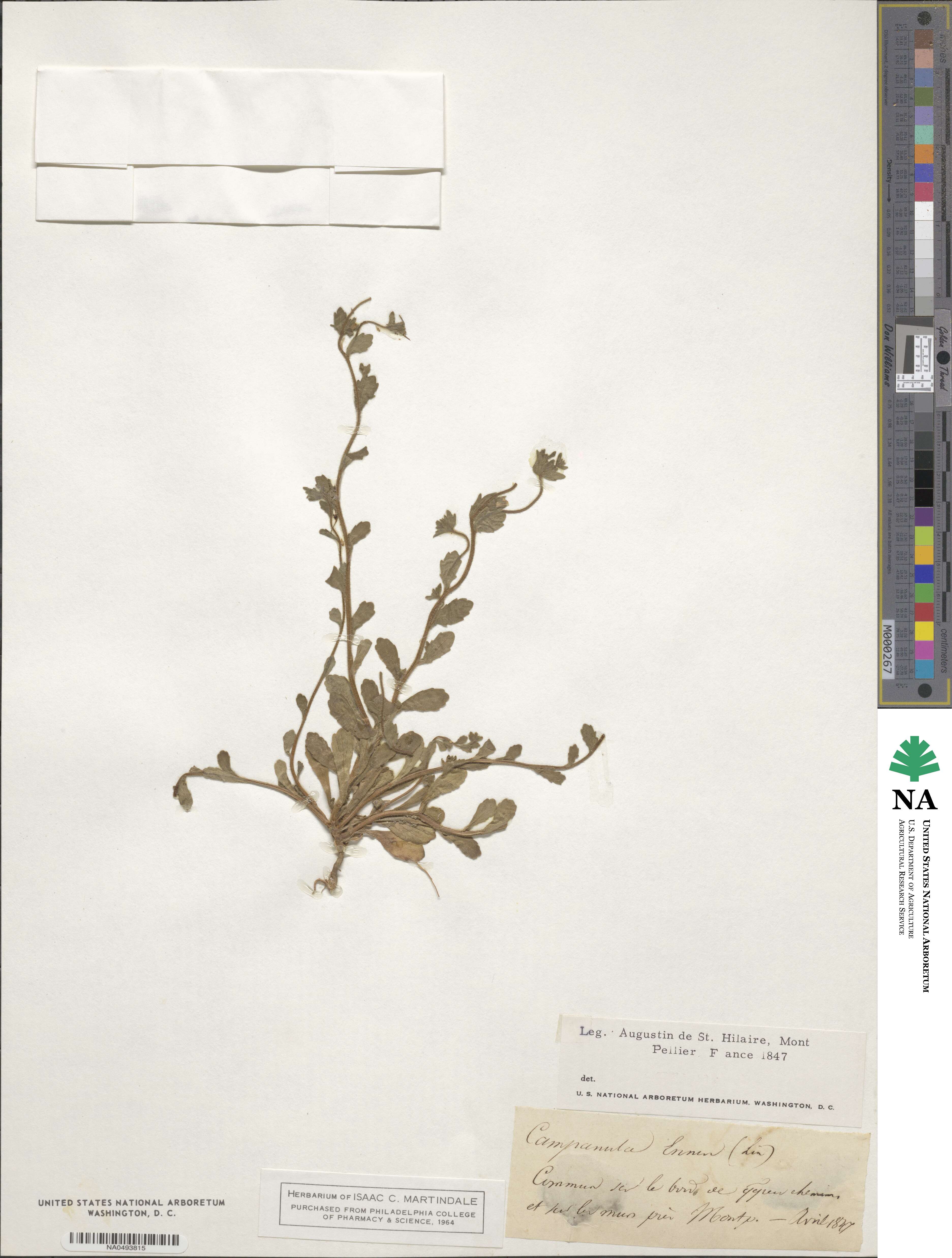 Campanula erinus image