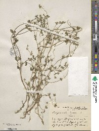 Campanula erinus image