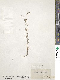 Campanula erinus image