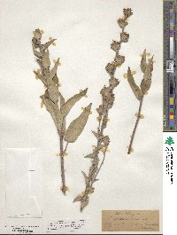 Campanula glomerata image