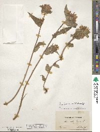 Campanula glomerata image