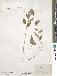 Campanula glomerata image