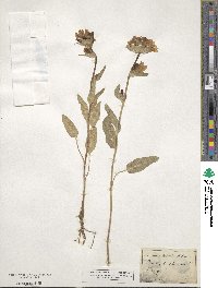 Campanula glomerata image