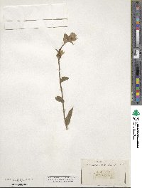 Campanula glomerata image