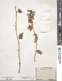 Campanula trachelium image