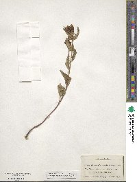 Campanula trachelium image