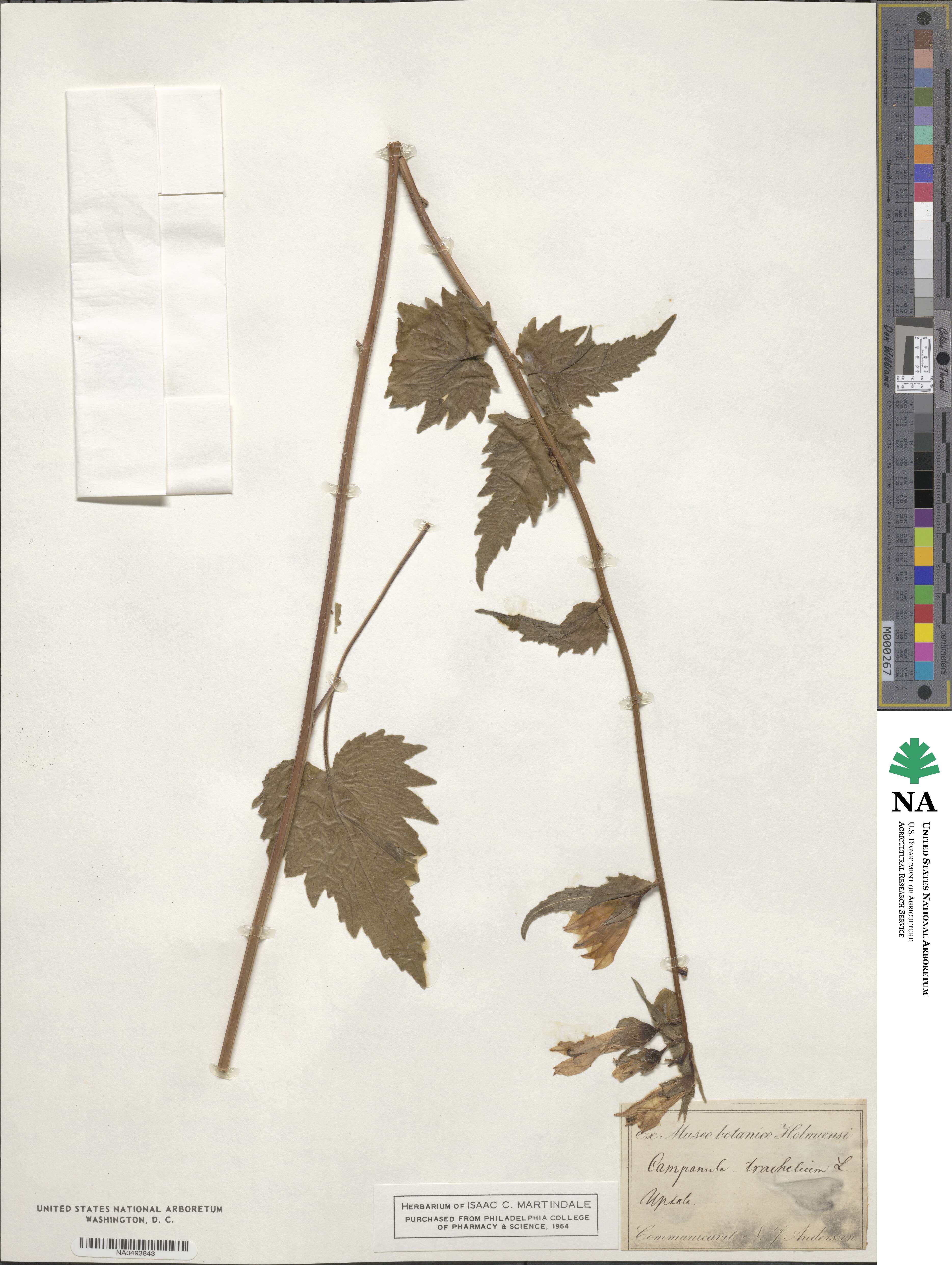 Campanula trachelium image