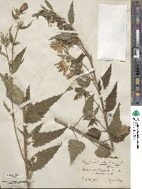 Campanula trachelium image