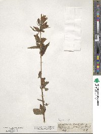 Campanula trachelium image