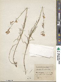 Campanula rhomboidalis image