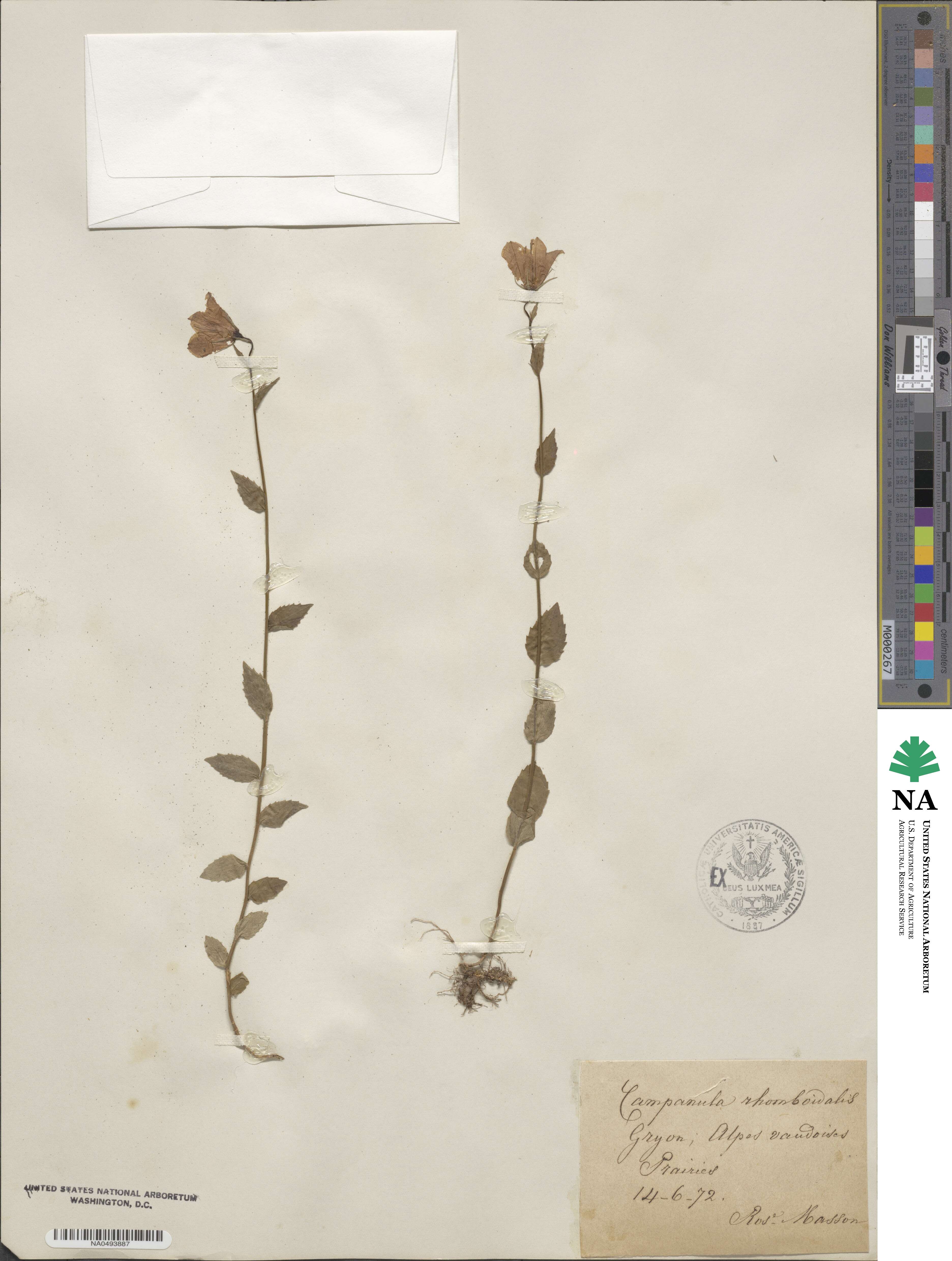 Campanula rhomboidalis image