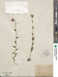 Campanula rhomboidalis image