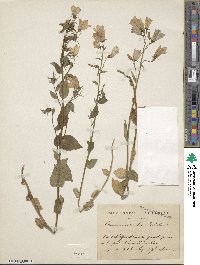 Campanula rhomboidalis image