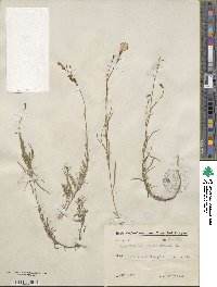 Campanula rotundifolia image