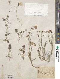 Campanula rotundifolia image