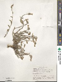 Campanula saxifraga image